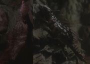 Cave-rat