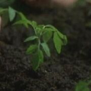 Talaxian tomato