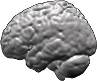 Brain