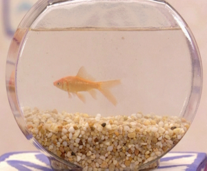 Dorothyfish