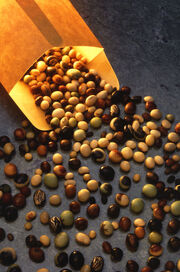 397px-Soybeanvarieties