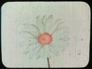 Daisy