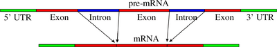 Pre-mRNA to mRNA