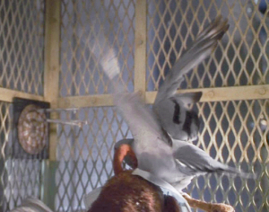Gladyspigeon
