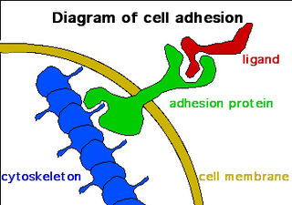 Adhesion