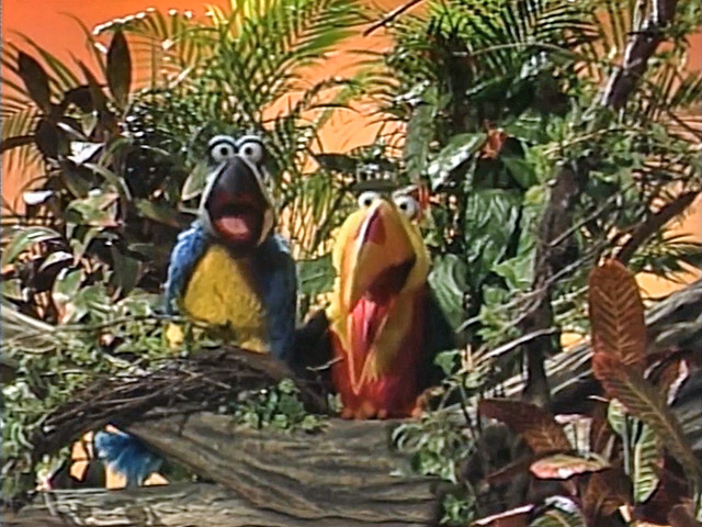 Toucans