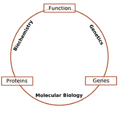 Schematic relationship between biochemistry, genetics and molecular biology