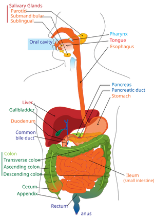 Digestive system diagram