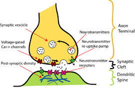 SynapseIllustration2