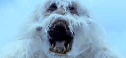 Wampa head