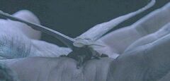 Moth