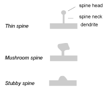 Spine-Types