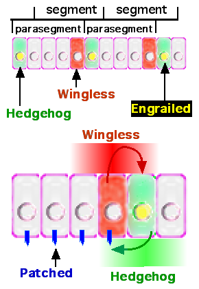 Wingless