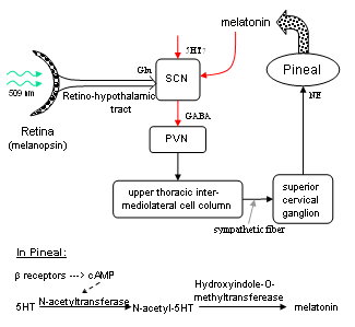 NeuroPimage2