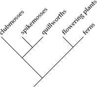 Cladogram-example2