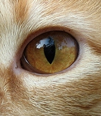 Amber cat eye