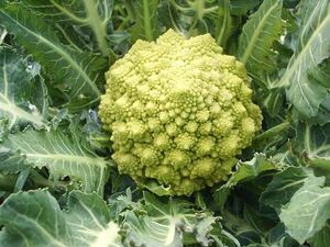 Brocolli