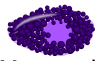Mast cell