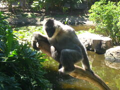Whitecheeked gibbon