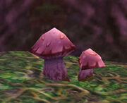 Hyacinth Mushroom