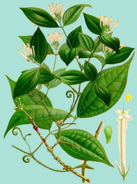 Strychnostoxifera