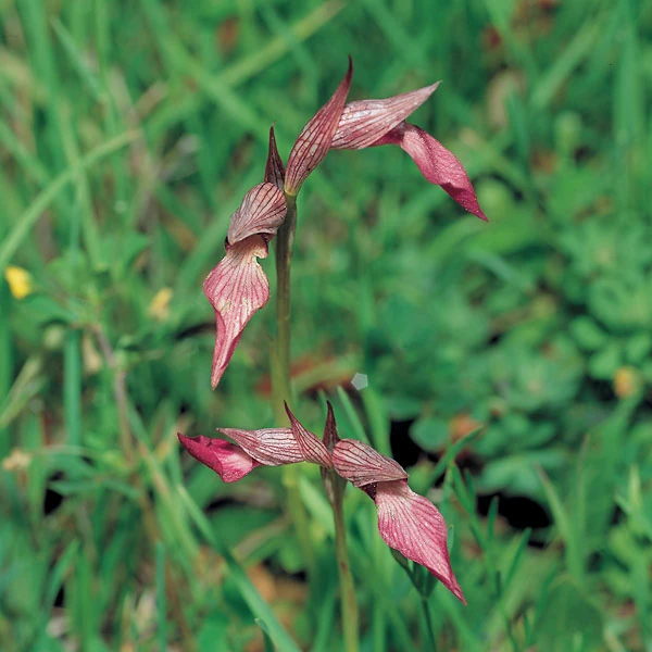 Serapias lingua Orchids Wiki