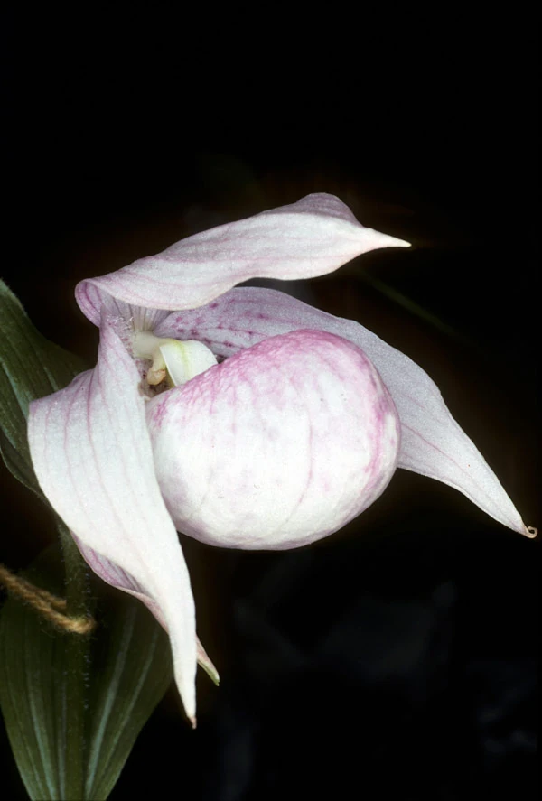 Cypripedium macranthos Orchids Wiki