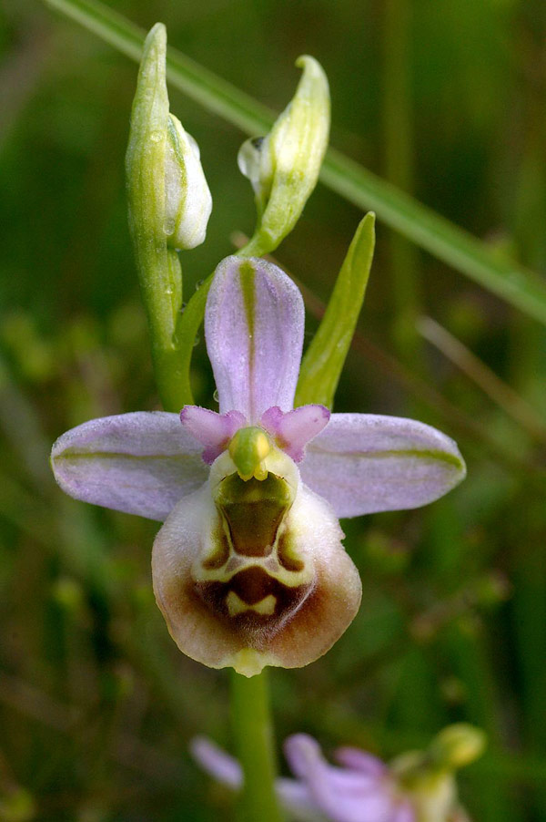 Ophrys Apifera Orchids Wiki