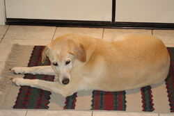 Chelseadog