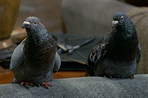 Pigeons-drdolittle