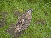 Coturnix coturnix