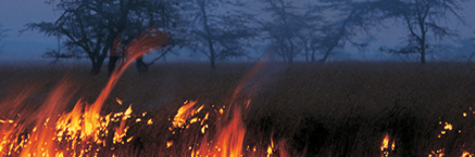 Amazon grasslands