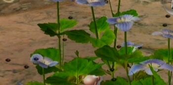 Figwort insects