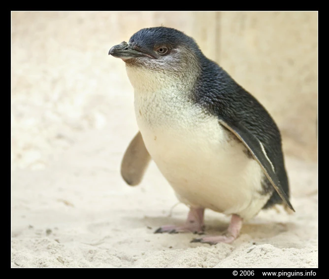 Little Blue Penguin - Penguin Wiki