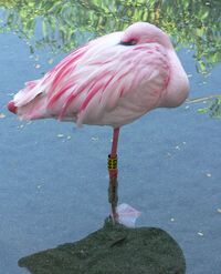 Phoenicopterus minor