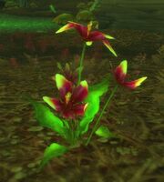 Cleansed Songflower