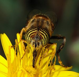 Eristalinus October 2007-6a