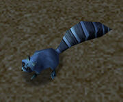 Raccoon