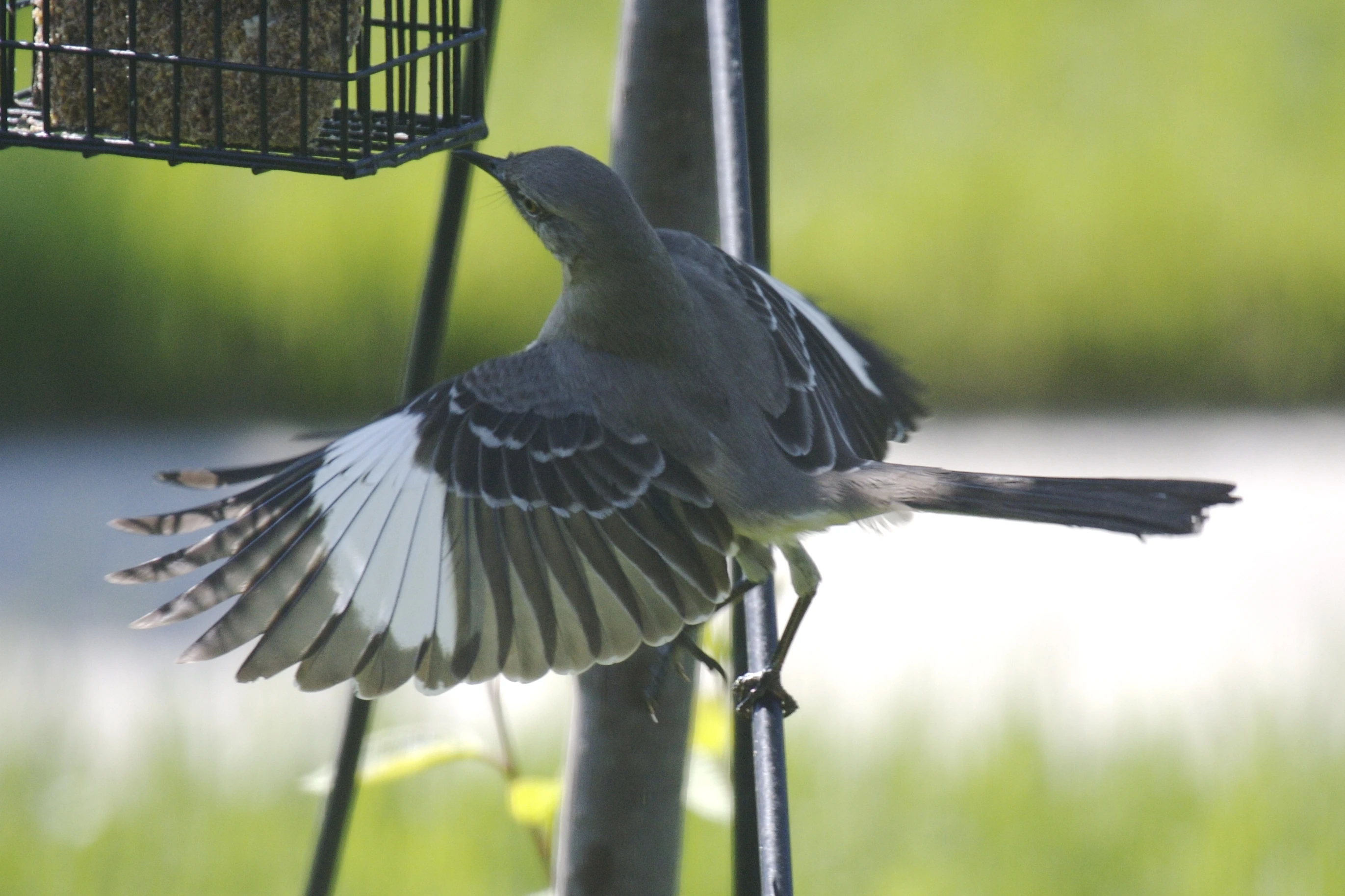 Northern mockingbird Birds Wiki