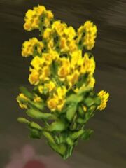 Wild Mustard