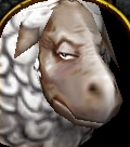 Sheep face