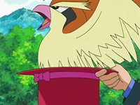 EP539 ¡Pidgey ha aparecido de la nada!