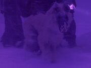 Schakal-Mastiff