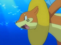 EP546 Buizel con el flotador de su cabeza inflado