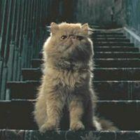 Crookshanks4