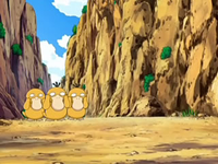 EP556 Psyduck bloqueando el camino