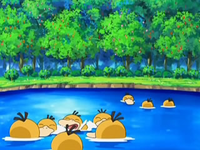 EP556 Psyduck en su lago (2)