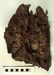 Crassigyrinus skull1