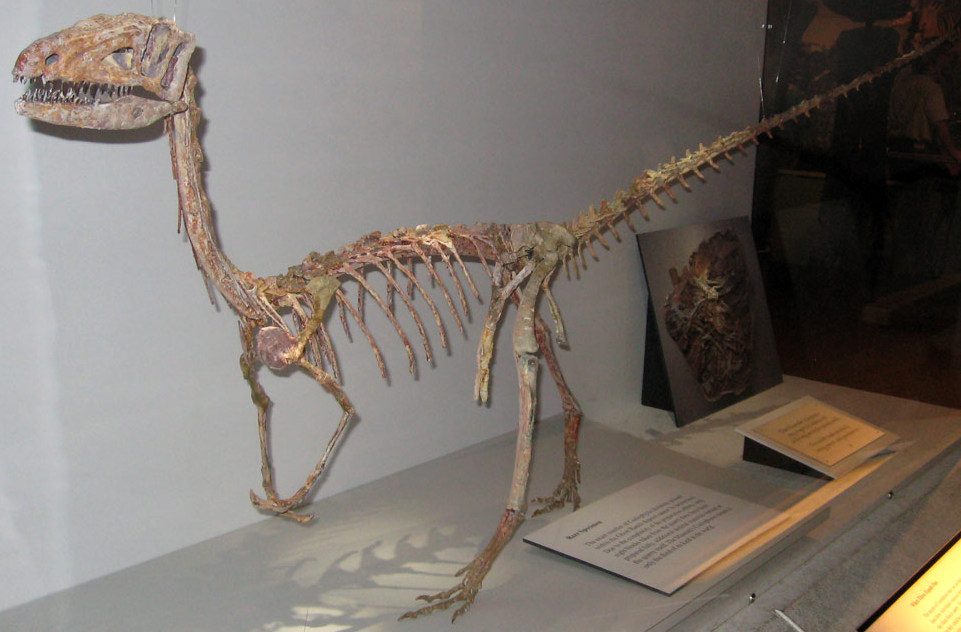 Coelophysis - Fossil Wiki, The Paleontology Wiki