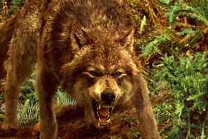 New moon wolf